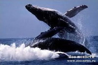 аргентина: сезон наблюдения за интимной жизнью китов начался