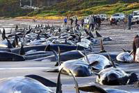 в аргентине обнаружили 50 мертвых китов